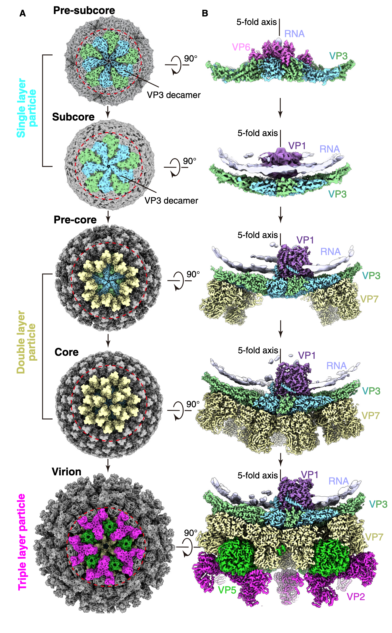Micro Ed Structure Publications | martynowyczlab.com